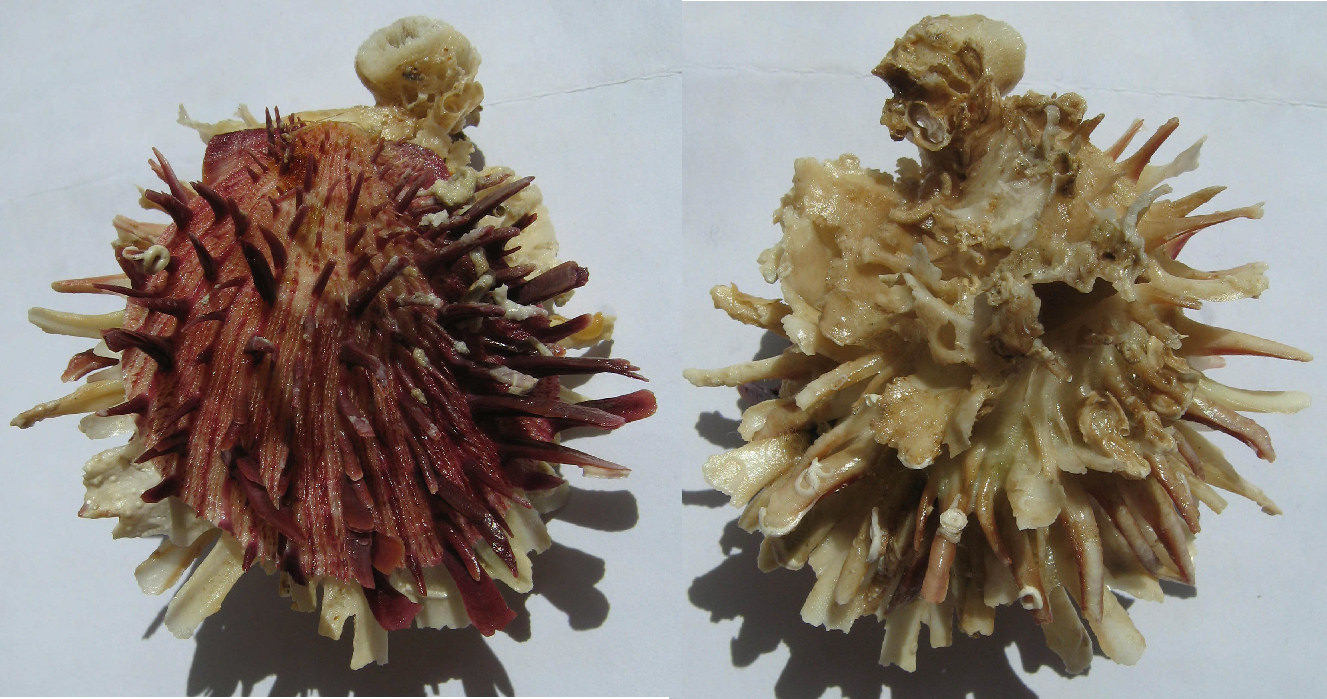 Spondylus gaederopus L. 1758 e sue varianti